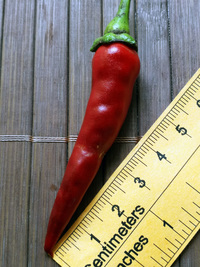plod chilli papriky Cayenne Pepper Purple: 18-CA4-2#3