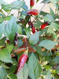 plant of chilli pepper: Cayenne Pepper Purple