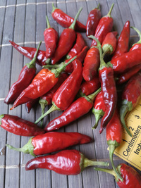 fruit of chilli pepper Cayenne Pepper Purple: 18-CA4-2#1