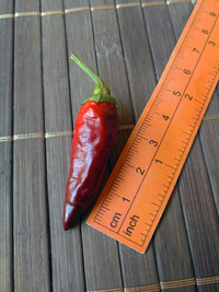 plod chilli papriky Cayenne Pepper Purple: 18-CA4-5#2