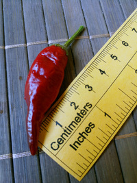 plod chilli papriky Cayenne Pepper Purple: 18-CA4-5#3