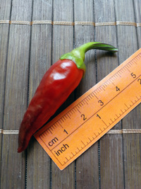 fruit of chilli pepper: Cayenne Pepper Purple