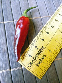 plod chilli papriky Cayenne Pepper Purple: 18-CA4-5#4