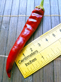 fruit of chilli pepper Cayenne Pepper Purple Long: 18-CA4L-4#1