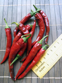 fruit of chilli pepper Cayenne Pepper Purple Long: 18-CA4L-4#2
