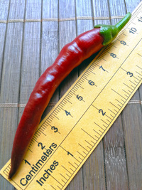 fruit of chilli pepper: Cayenne Pepper Purple Long