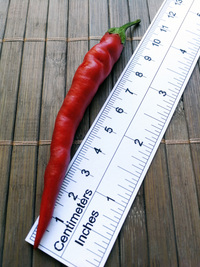 fruit of chilli pepper Cayenne Pepper Purple Long: 18-CA4L-4#5