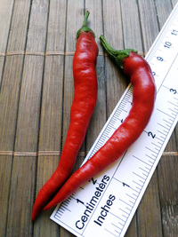 fruit of chilli pepper Cayenne Pepper Purple Long: 18-CA4L-4#6