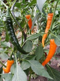 plant of chilli pepper: Cayenne Pepper Orange