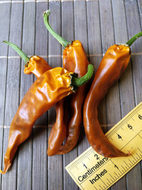 plod chilli papriky Cayenne Pepper Orange: 18-CA5-4#1