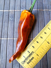 fruit of chilli pepper Cayenne Pepper Orange: 18-CA5-4#2