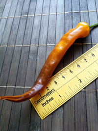 plod chilli papriky Cayenne Pepper Orange: 18-CA5-5#1