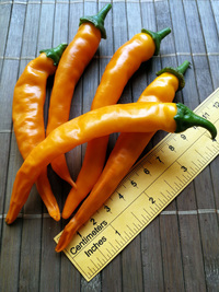 fruit of chilli pepper Cayenne Pepper Orange: 18-CA5-3#10