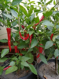 plant of chilli pepper: Cayenne Pepper Thick