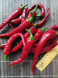 plod chilli papriky Cayenne Pepper Thick: 18-CA6-2#4