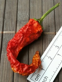 plod chilli papriky Cayenne Pepper Thick: 18-CA6-2#7