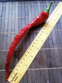 plod chilli papriky Cayenne Pepper Thick: 18-CA6-4#1