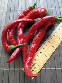 plod chilli papriky Cayenne Pepper Thick: 18-CA6-4#4