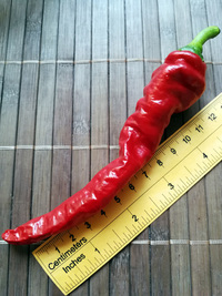 plod chilli papriky Cayenne Pepper Thick: 18-CA6-5#2