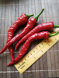 fruit of chilli pepper Cayenne Pepper Thick: 18-CA6-5#3