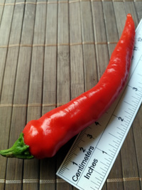 plod chilli papriky Cayenne Pepper Thick: 18-CA6-5#4