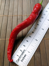 plod chilli papriky Cayenne Pepper Thick: 18-CA6-5#5