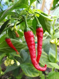 plant of chilli pepper: Cayenne Pepper Long Slim