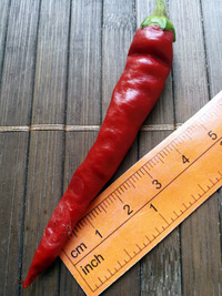 fruit of chilli pepper Cayenne Pepper Long Slim: 18-CA7-2#1