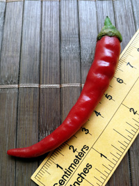 fruit of chilli pepper Cayenne Pepper Long Slim: 18-CA7-2#3