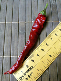 fruit of chilli pepper Cayenne Pepper Long Slim: 18-CA7-3#2