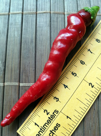 plod chilli papriky: Cayenne Pepper Long Slim