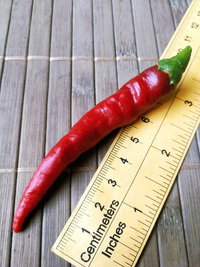 fruit of chilli pepper Cayenne Pepper Long Slim: 18-CA7-3#5