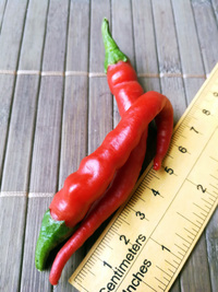 fruit of chilli pepper Cayenne Pepper Long Slim: 18-CA7-3#6