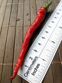 plod chilli papriky Cayenne Pepper Long Slim: 18-CA7-3#8