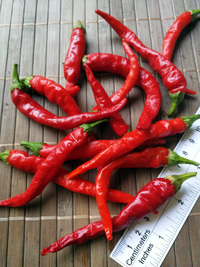 plod chilli papriky Cayenne Pepper Long Slim: 18-CA7-3#9