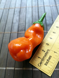 fruit of chilli pepper Peter Penis Orange: 18-CA8-2#1