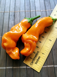 fruit of chilli pepper Peter Penis Orange: 18-CA8-2#2
