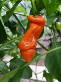 plant of chilli pepper: Peter Penis Orange