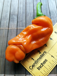 fruit of chilli pepper Peter Penis Orange: 18-CA8-4#4