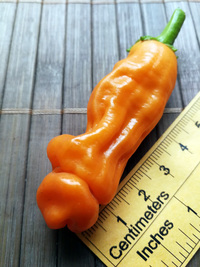 fruit of chilli pepper: Peter Penis Orange