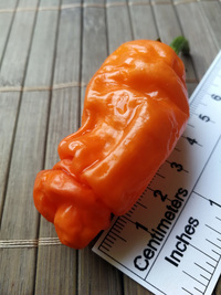 fruit of chilli pepper Peter Penis Orange: 18-CA8-4#6