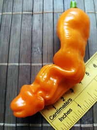 fruit of chilli pepper Peter Penis Orange: 18-CA8-5#1