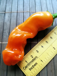 fruit of chilli pepper Peter Penis Orange: 18-CA8-5#2