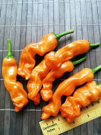 fruit of chilli pepper Peter Penis Orange: 18-CA8-5#3