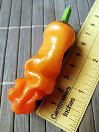 fruit of chilli pepper Peter Penis Orange: 18-CA8-5#4