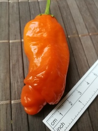 plod chilli papriky Peter Penis Orange: 18-CA8-5#9