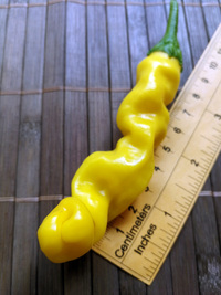 fruit of chilli pepper Peter Penis Yellow: 18-CA9-2#2