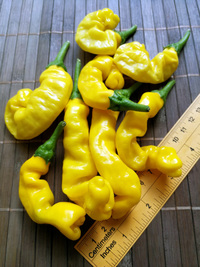 plod chilli papriky Peter Penis Yellow: 18-CA9-2#3