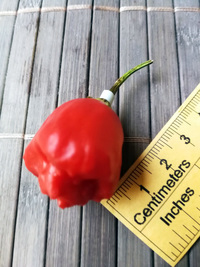 plod chilli papriky Bishop´s Crown: 18-CB1-1#1