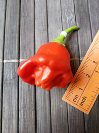 plod chilli papriky Bishop´s Crown: 18-CB1-1#3